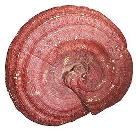 《废土3》新DLC神圣大爆炸邪教 10月5日正式发售